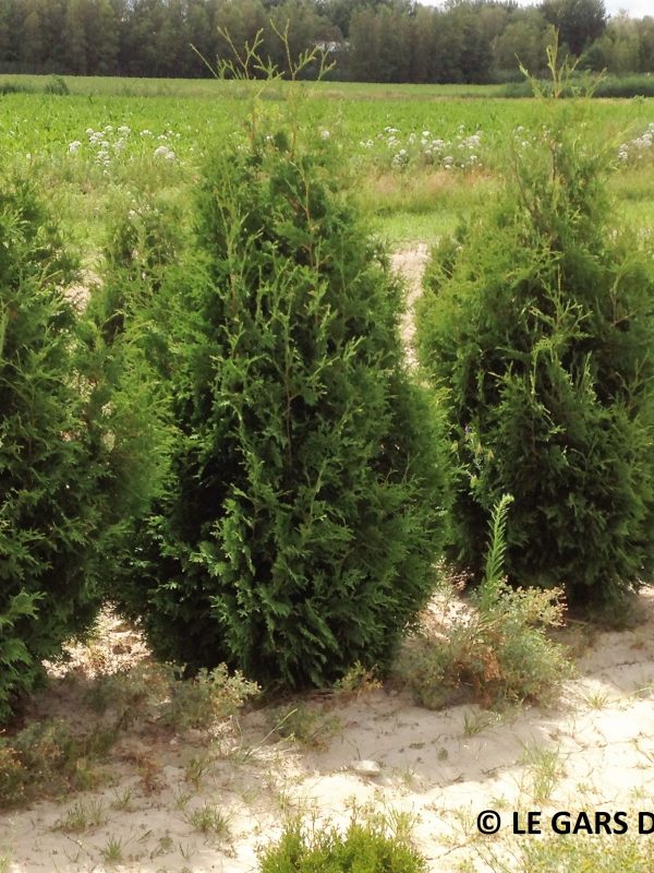 Cultivated Black Cedar (Nigra) Superior Quality - Le gars des cèdres