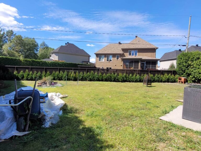 Haie de cèdres Nigra de qualité supérieure installée en cour résidentielle