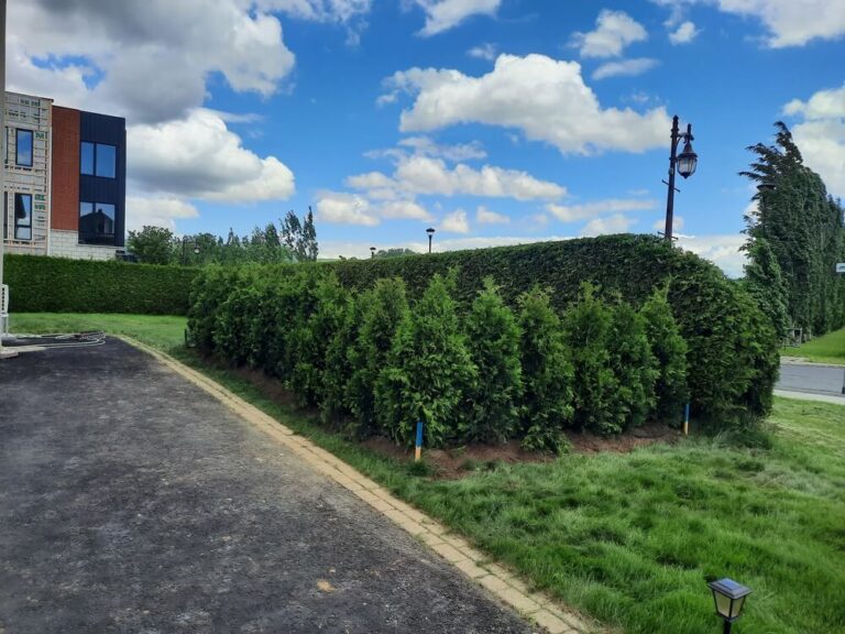 cedre blanc superieur 5 pieds