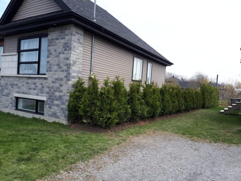 cedre blanc superieur 6 pieds