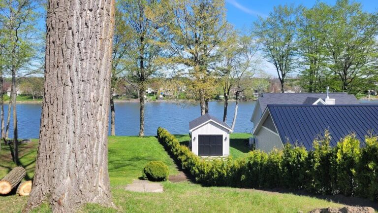 cedre haie cultive 1