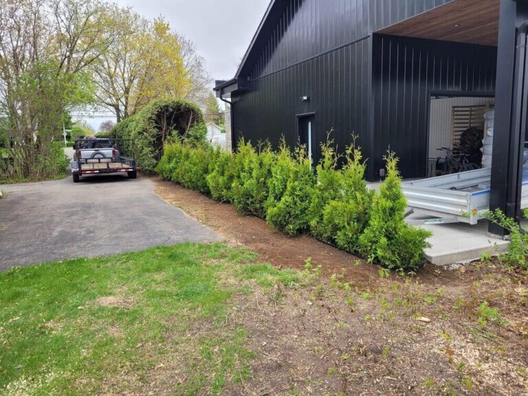 cedre haie cultive 10