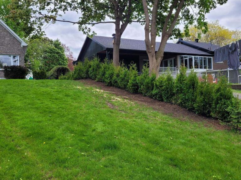 cedre haie cultive 11