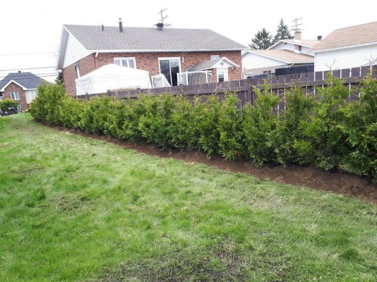 cedre haie cultive 12