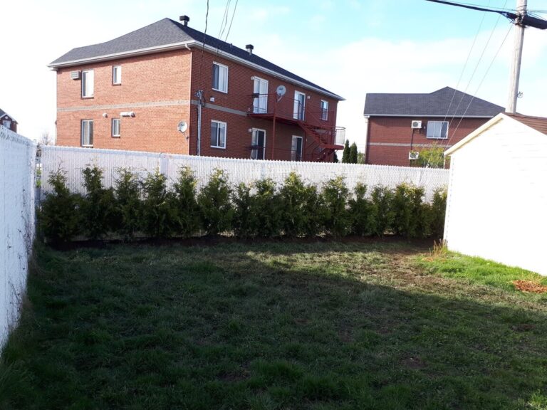 cedre haie cultive 13