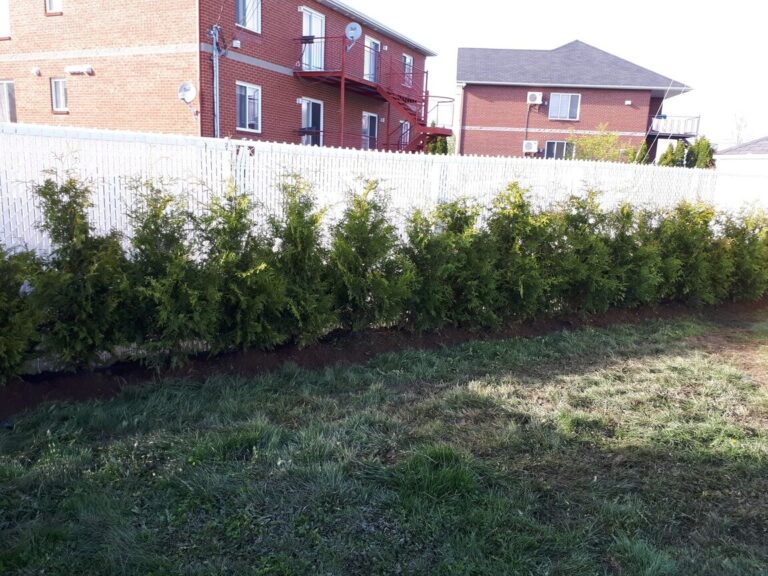 cedre haie cultive 14