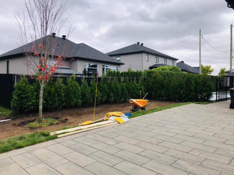 cedre haie cultive 16