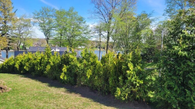 cedre haie cultive 2