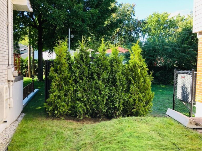 cedre haie cultive 4