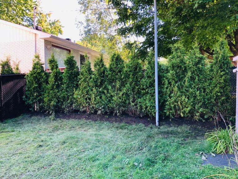 cedre haie cultive 5