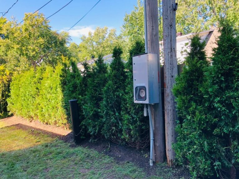 cedre haie cultive 6