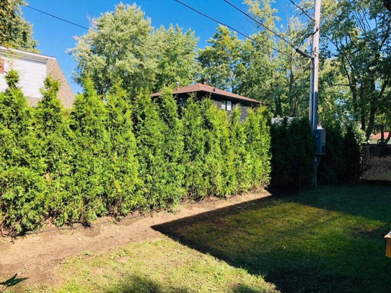 cedre haie cultive 7