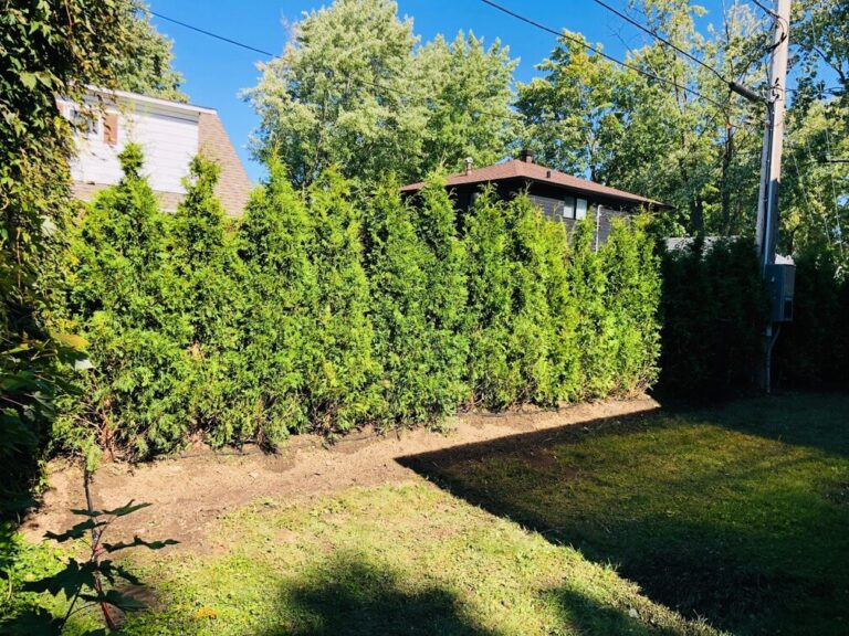 cedre haie cultive 8