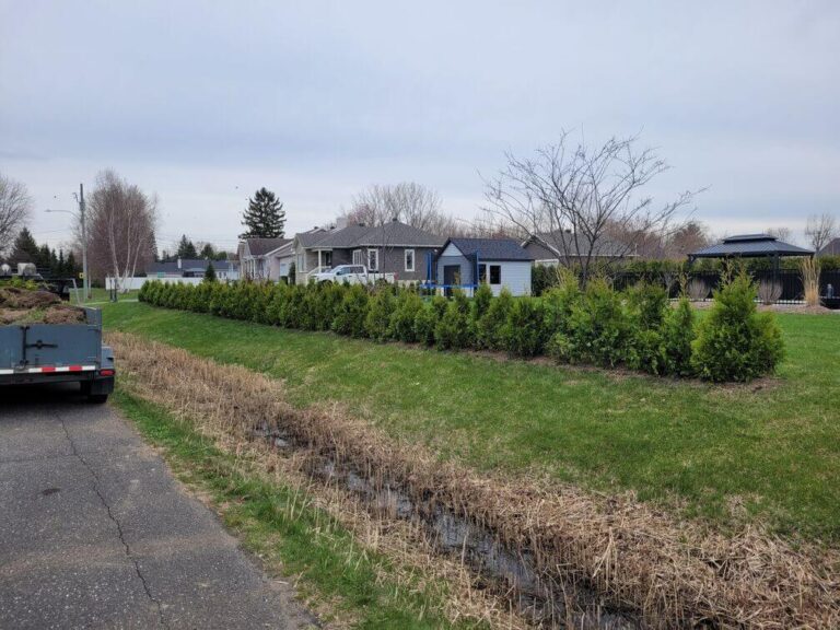 cedre haie cultive 9