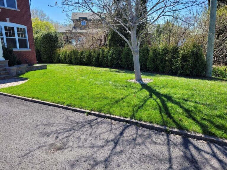 cedre superieur blanc 3