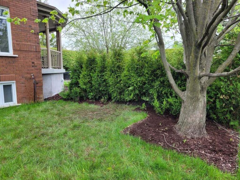 cedre superieur blanc 5