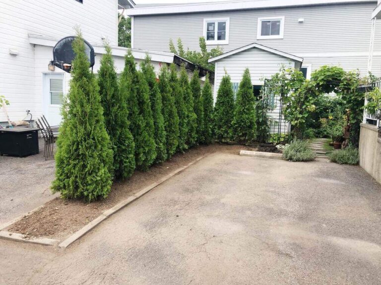 cèdres brandon 7 pieds