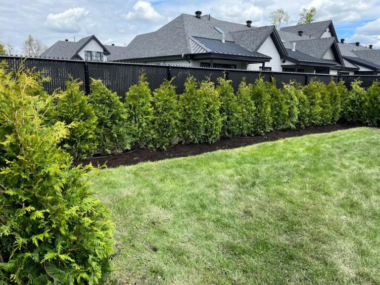 Haie de cèdres TITAN dense et uniforme installée en cour résidentielle