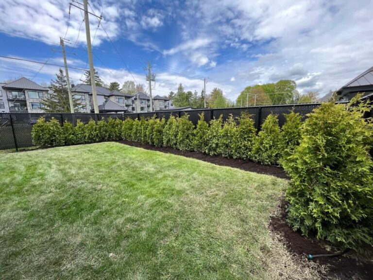 Haie de cèdres TITAN mature et bien formée après quelques années de croissance