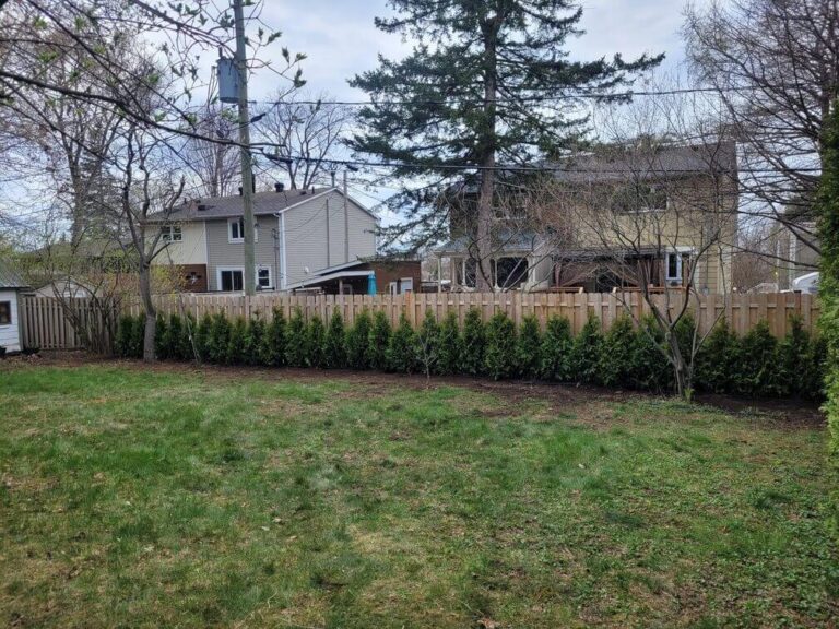 Haie de cèdres TITAN de haute qualité reconnue pour sa densité et sa résistance