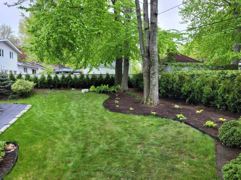 Haie de cèdres TITAN dense et uniforme installée en cour résidentielle