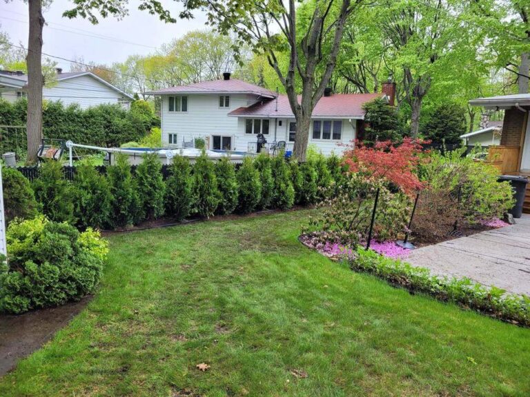 Haie de cèdres TITAN mature et bien formée après quelques années de croissance