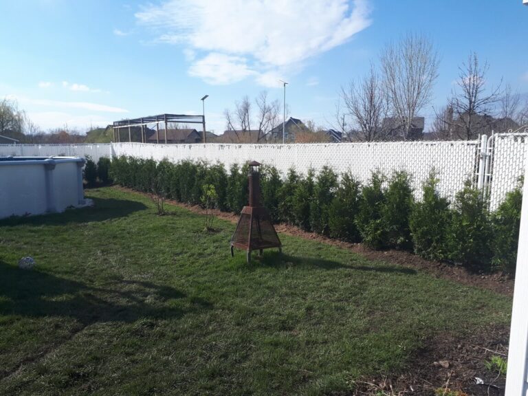 Haie de cèdres TITAN de haute qualité reconnue pour sa densité et sa résistance