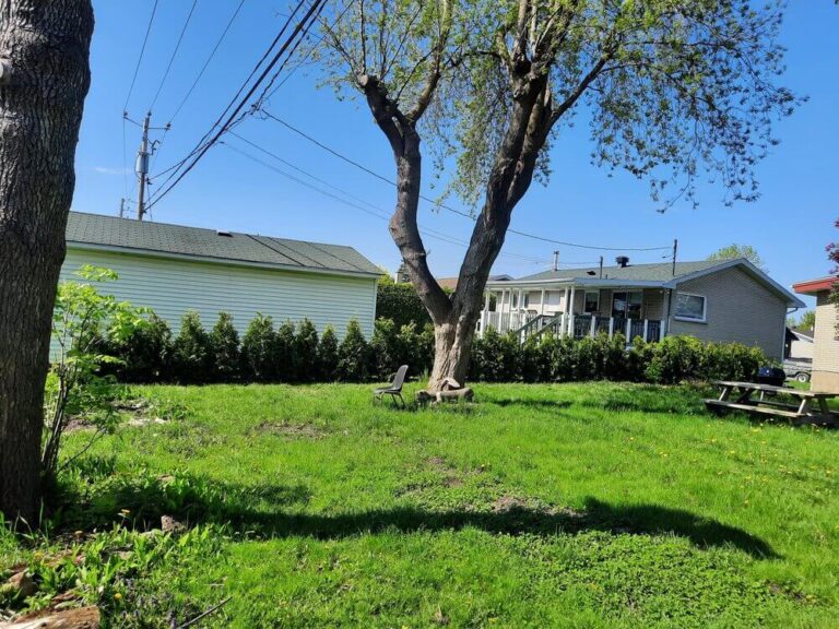 Haie de cèdres TITAN de haute qualité reconnue pour sa densité et sa résistance