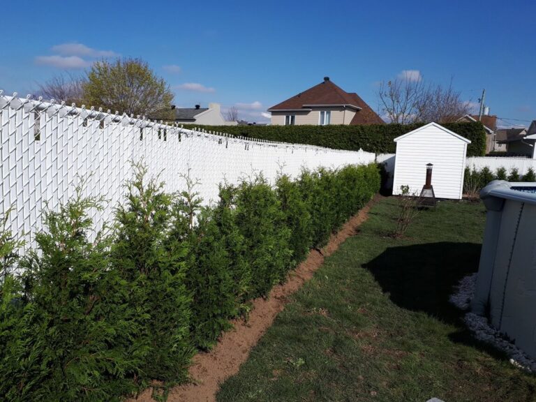 Haie de cèdres TITAN très dense offrant une intimité élevée