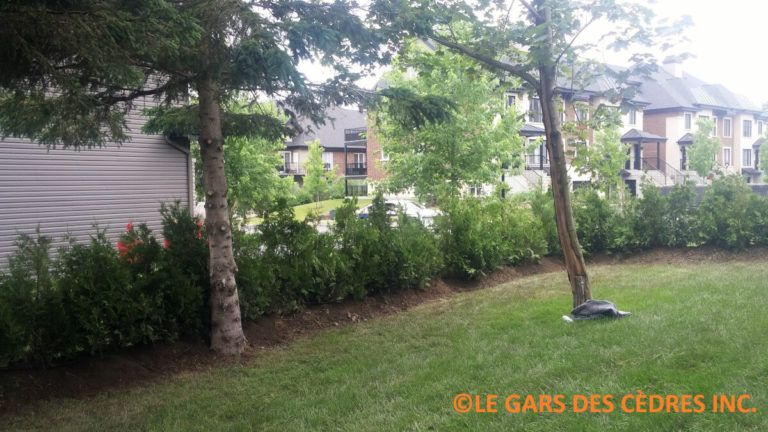 cedres blanc cultive qualite 1 14