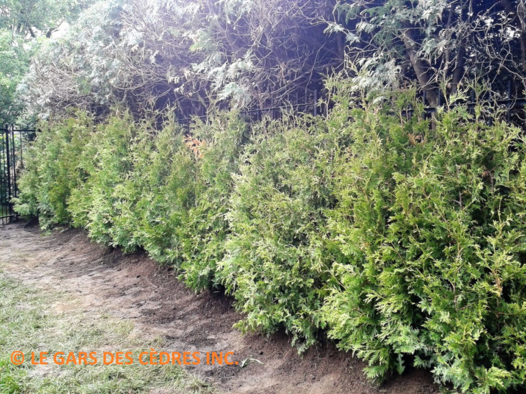 cedres blanc cultive qualite superieur 25