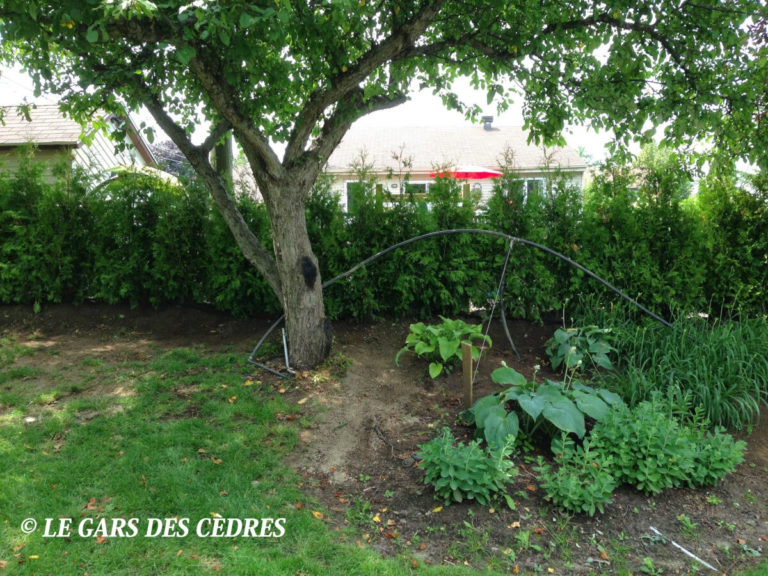 cedres blanc cultive qualite superieur 57