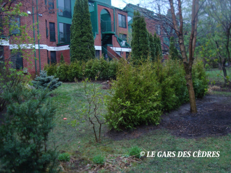 cedres blanc cultive qualite superieur 78
